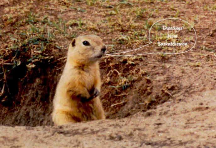 Greetings from Saskatchewan, prairie dog