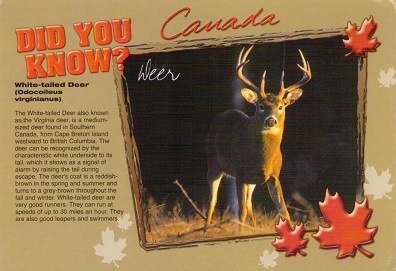 Did You Know?  Deer