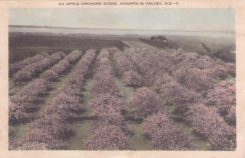 Annapolis Valley (NS), An Apple Orchard Scene