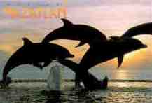 Mazatlan, Dolphins fountain