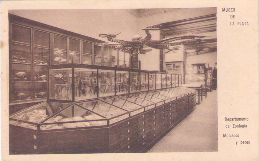 Museo de La Plata, Departamento de Zoologia, Moluscos y peces