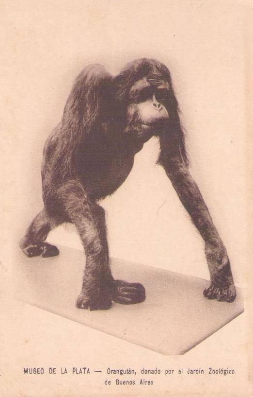 Museo de La Plata, Orangutan