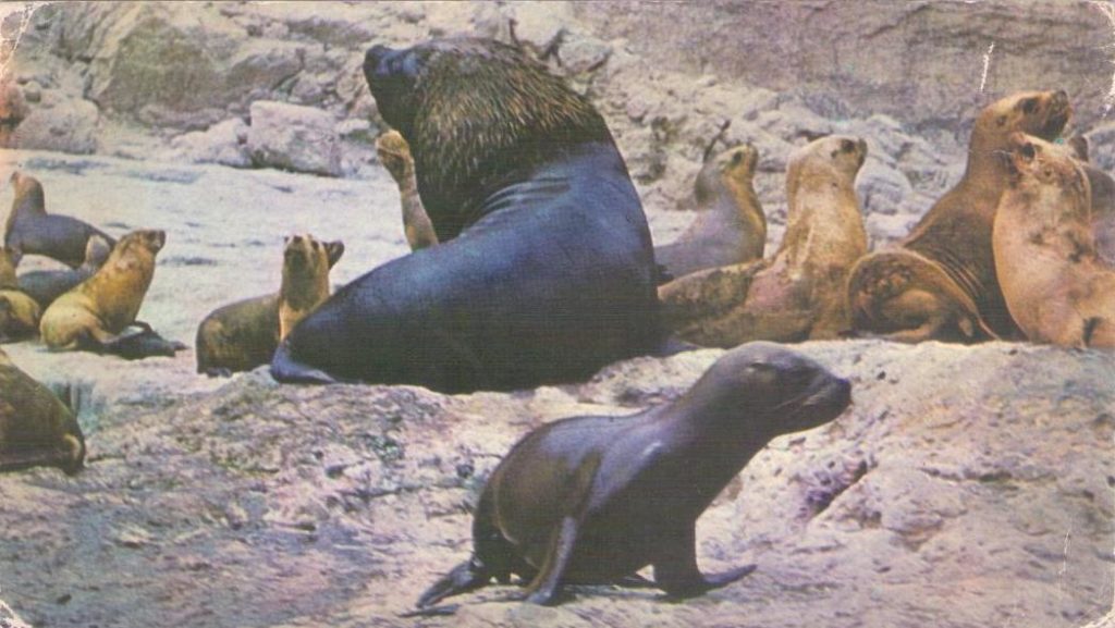 Chubut, Peninsula Valdes, sea lions