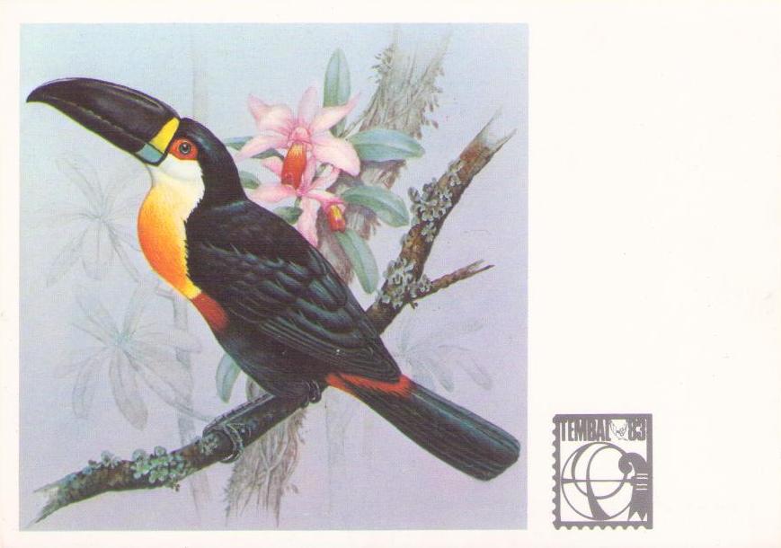 Serie Fauna Brasileira – Tucanos – Tucano de Bico Preto