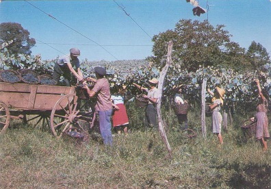 Rio Grande do Sul – RS – Colheita da Uva (VINDIMA)