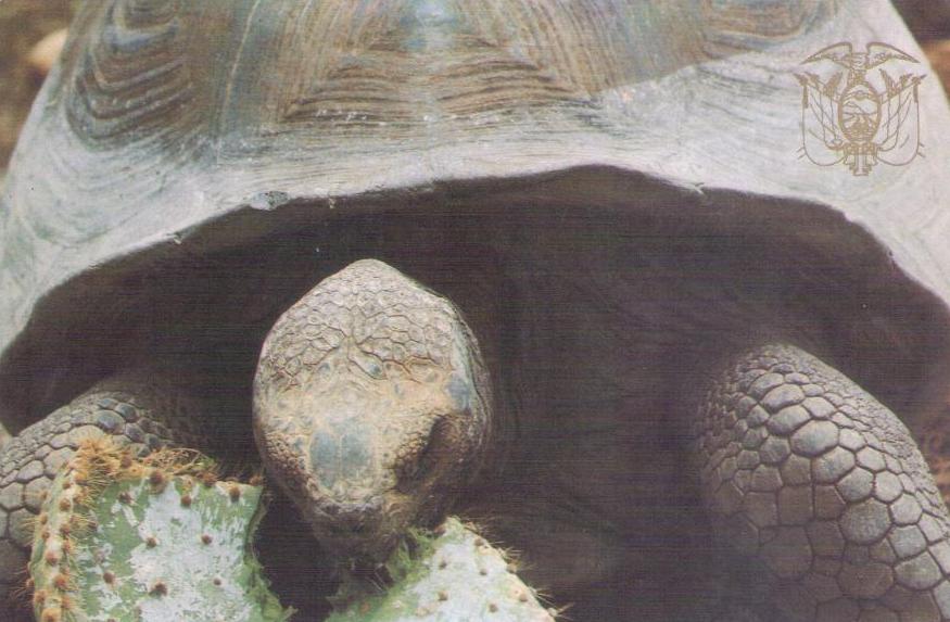 Galapagos – Tortoise