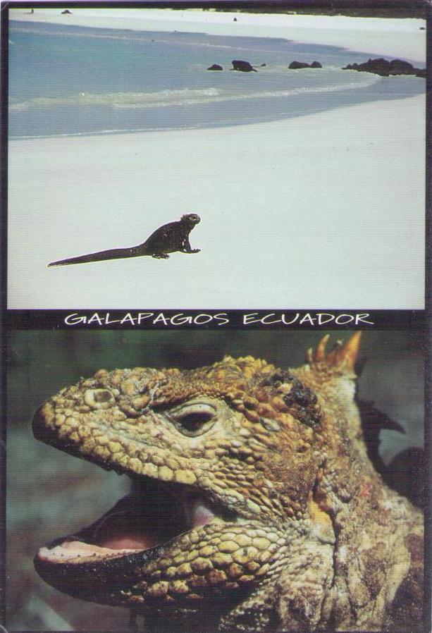 Islas Galapagos – Iguanas