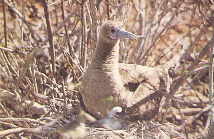Galapagos – The “Piquero” red foot near it’s (sic) son