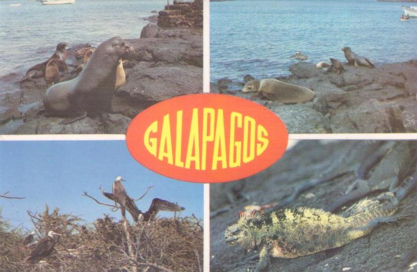 Galapagos, multiple fauna
