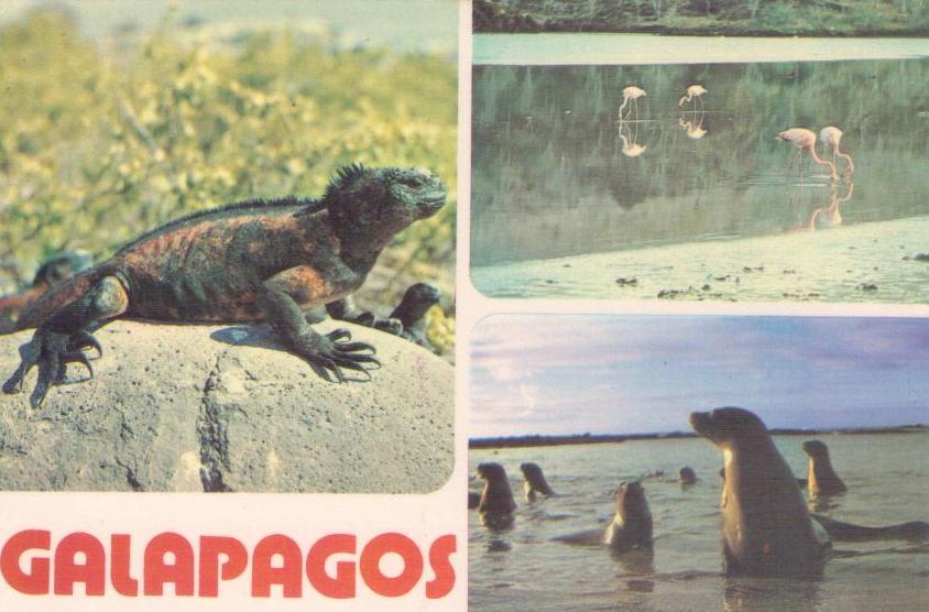 Galapagos, multiple fauna