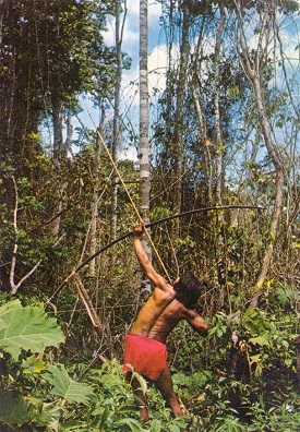 Wayana Indian hunting with bows