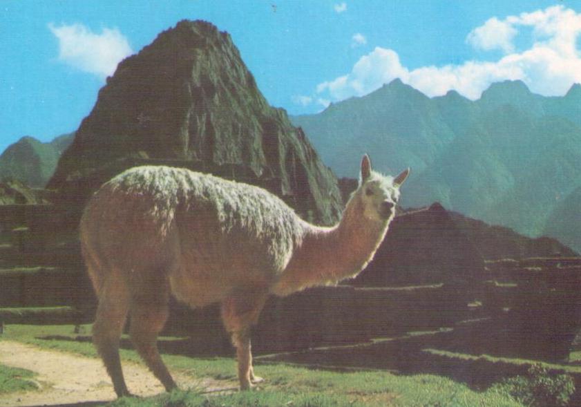 Machupicchu (sic), Llama in the ruins