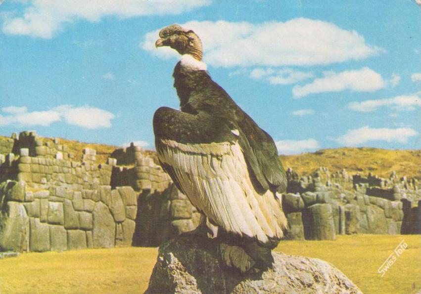 Cuzco, Condor in the Ruins of Sacsahuaman