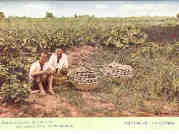 Manchoukuo, joyful farmers in melon field