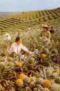 Nanning, bumper pineapple harvest