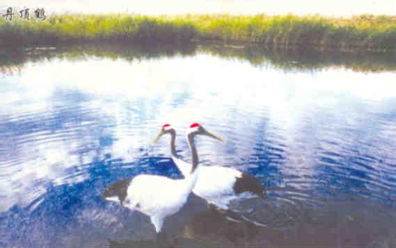 Red-crowned crane