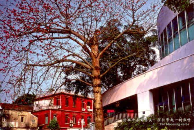 Music Hall, The blooming ceiba