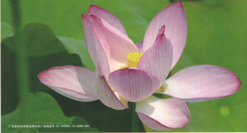 Light purple flower – lottery card