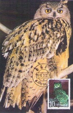 Bubo bubo (Maximum Card)