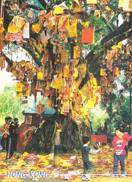 Wishing Tree in Tai Po