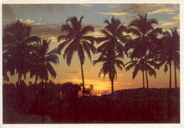 Goa, coconut palms