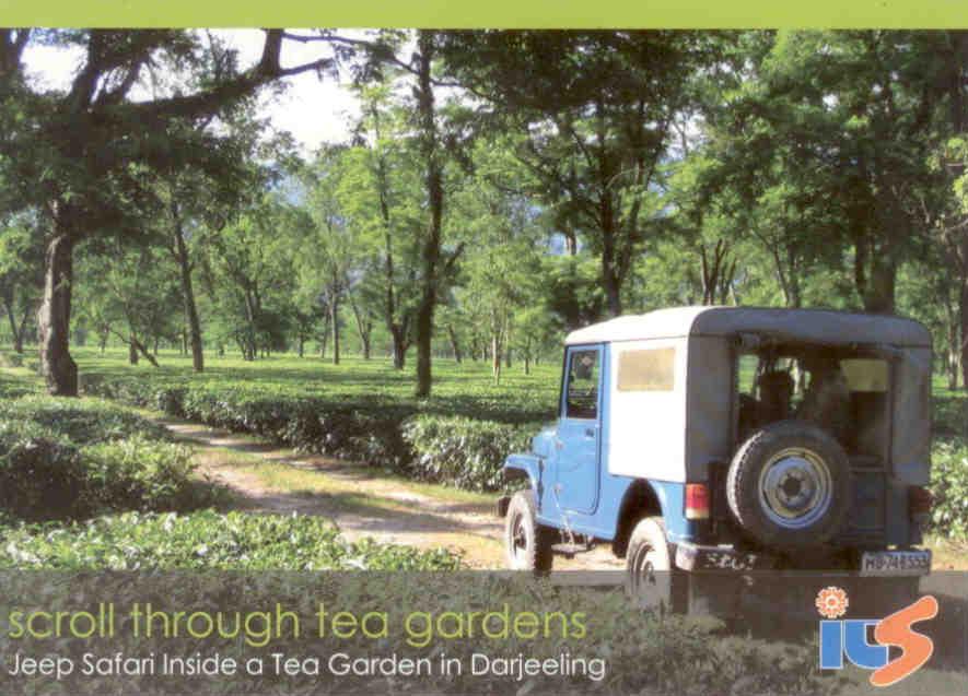 Darjeeling, Jeep Safari inside a tea garden