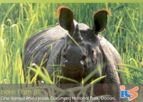 Gorumara National Park, One-Horned Rhino
