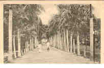 Balikpapan, Palmenlaan (palm lane)