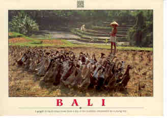 Bali, ducks going home