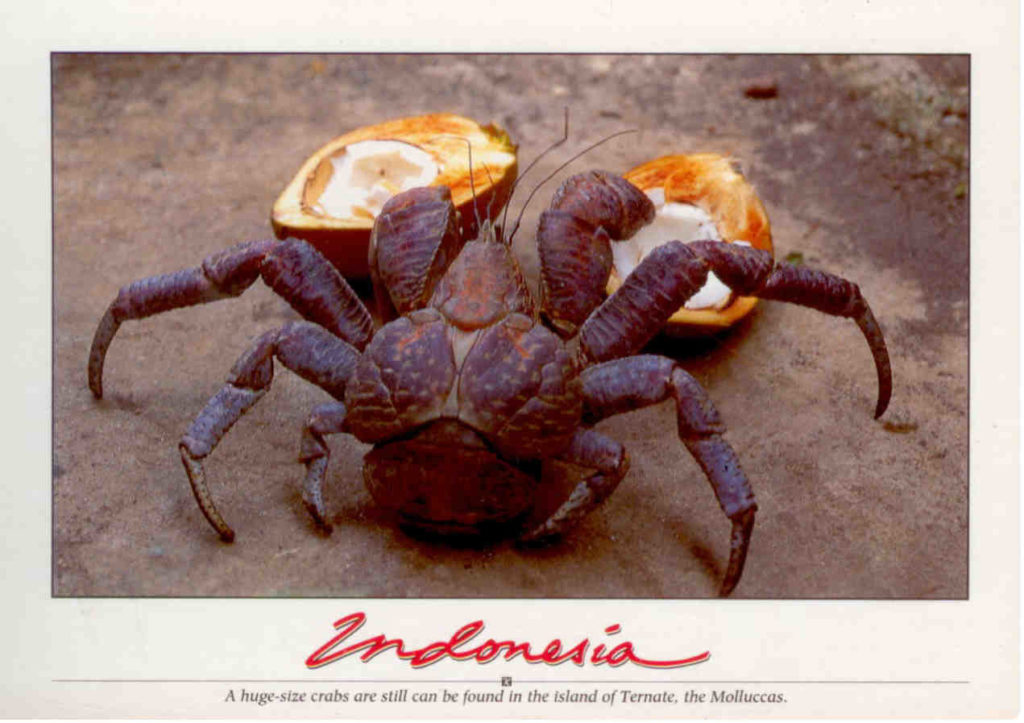 Moluccas, Ternate, crab