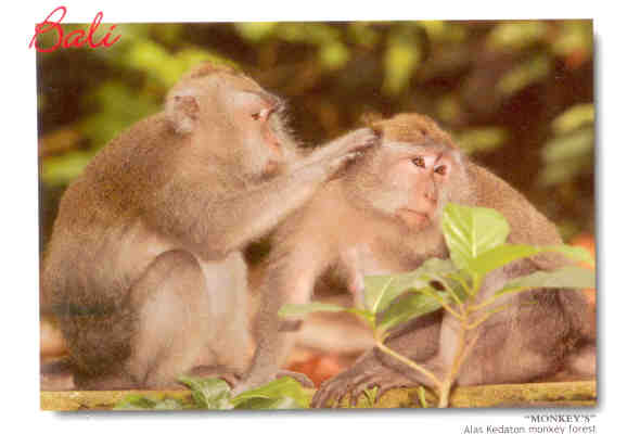 Bali, Alas Kedaton monkeys