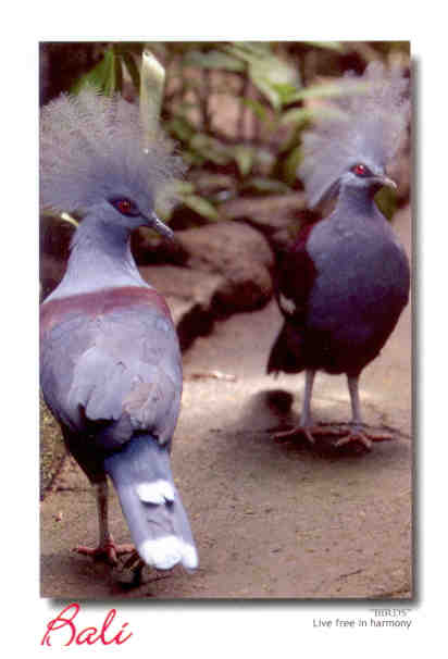 Bali, pigeons