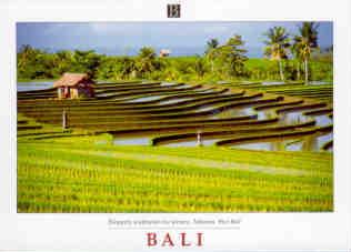 Bali, Tabanan, rice terrace
