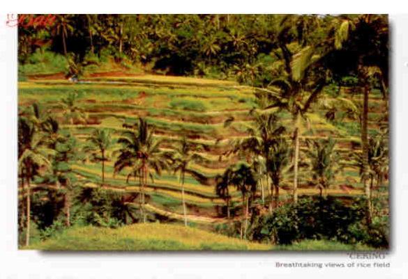 Bali, Ceking views of rice field