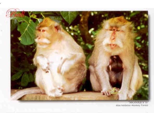 Bali, Alas Kedaton Monkey Forest