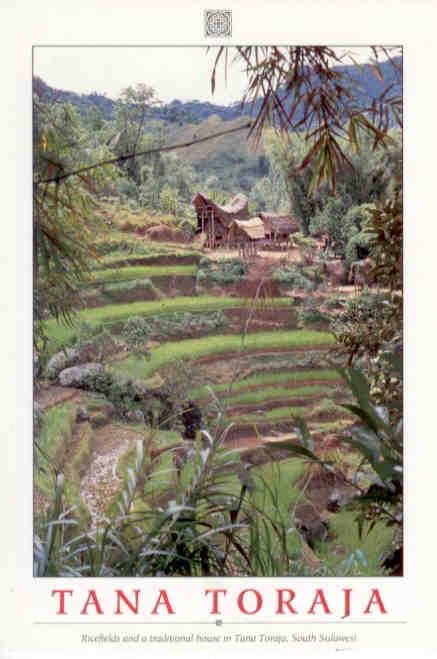 Tana Toraja, rice fields