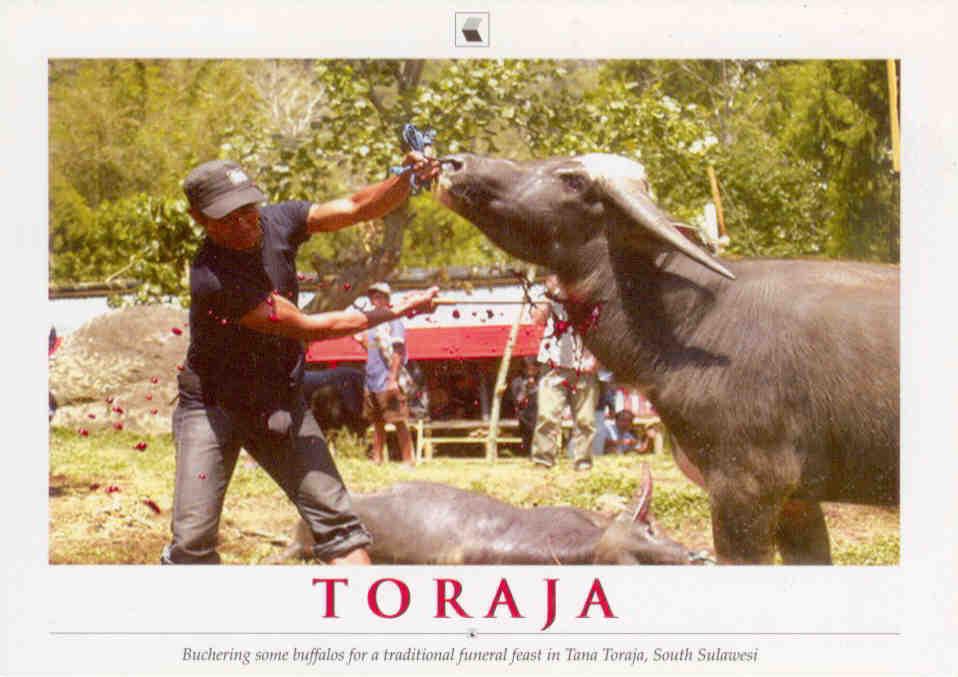 Tana Toraja, South Sulawesi, Butchering some buffalos