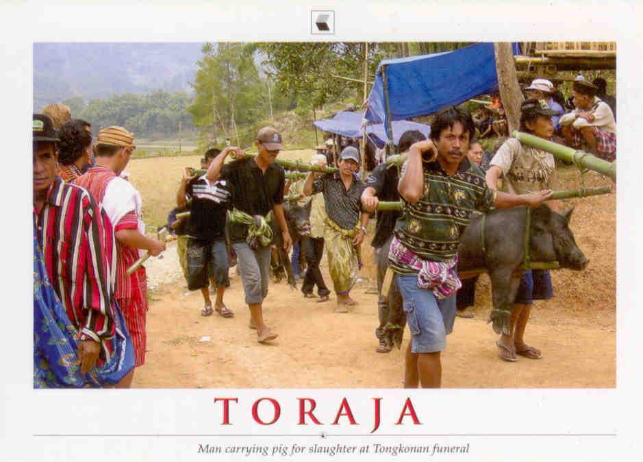 Toraja, Tongkonan funeral, pig slaughter
