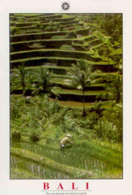 Bali, The spectacular terraced ricefield