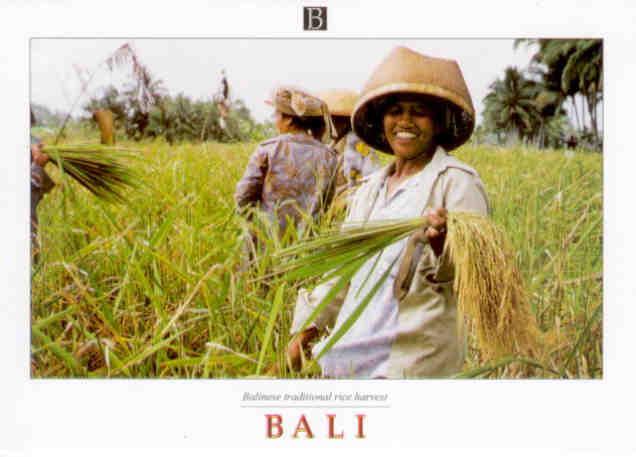 Bali, traditional rice harvest