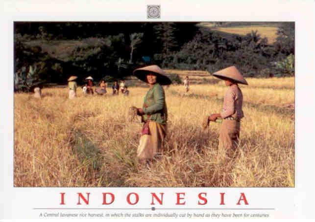 Central Javanese rice harvest