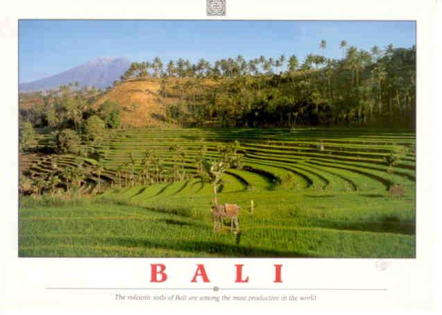 Bali, volcanic soils
