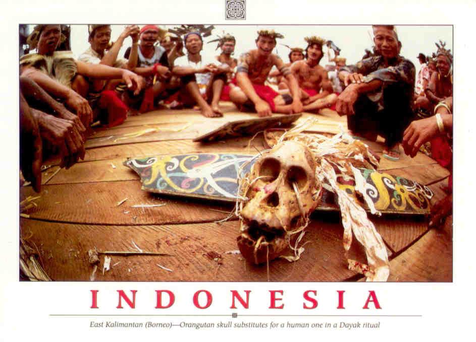East Kalimantan (Borneo) – Orangutan skull in Dayak ritual