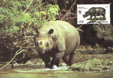 Javan Rhinoceros (Maximum Card)