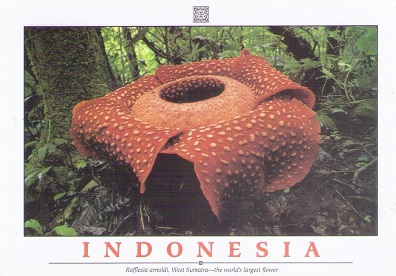 West Sumatra, Rafflesia arnoldi (sic)