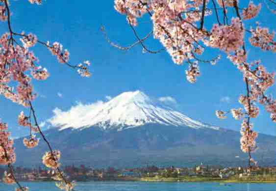 Mt. Fuji and cherry blossoms