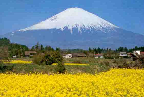 Mt. Fuji and rape blossoms