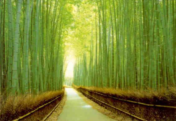 Kyoto, bamboo