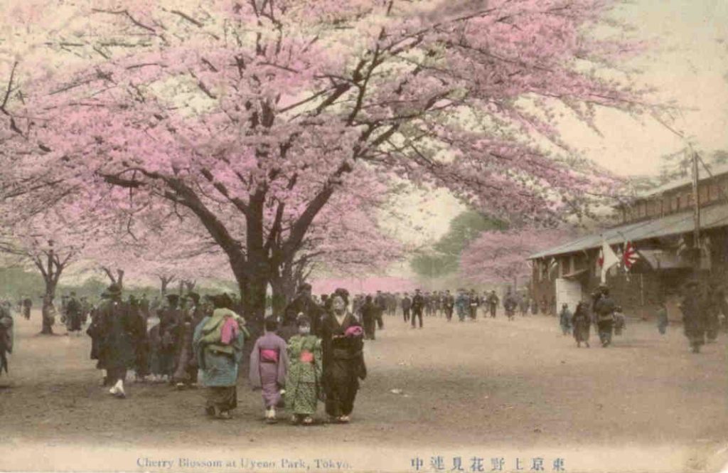Tokyo, Cherry Blossom at Uyeno Park