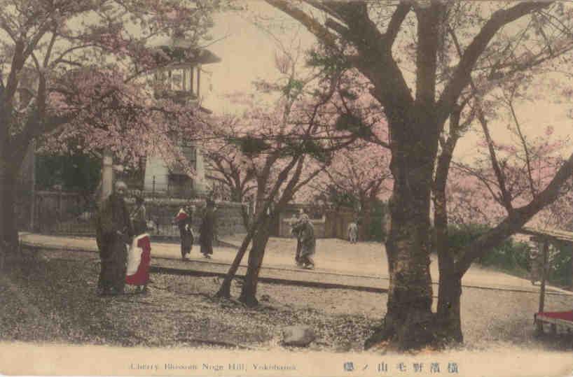 Yokohama, Cherry Blossom Noge Hill